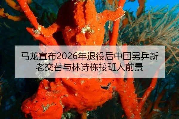 ma-long-xuan-bu-nian-tui-yi-hou-zhong-guo-nan-ping-xin-lao-jiao-ti-yu-lin-shi-dong-jie-ban-ren-qian-jing-3-820.jpg
